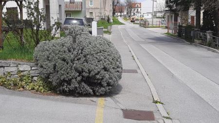 zasaditev v svetlem profilu ceste in pločnika (1)